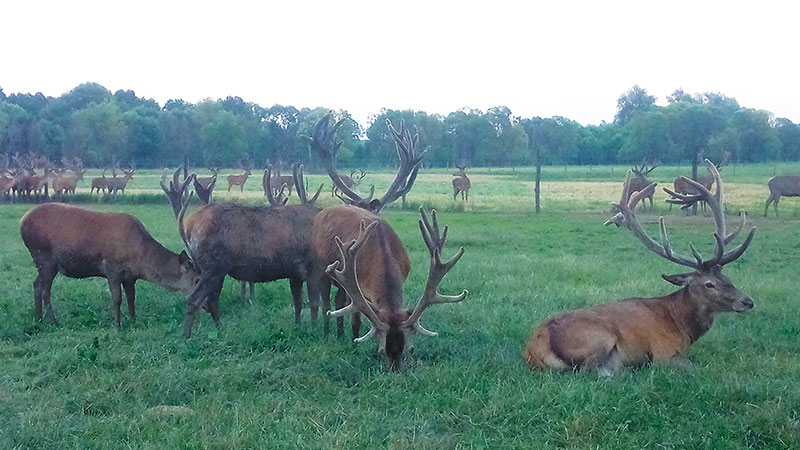 Русский Олень в deer Trophy Farm July 2019