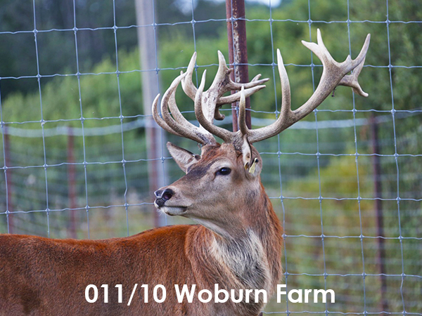 011-10 Woburn Farm Самец благородного оленя