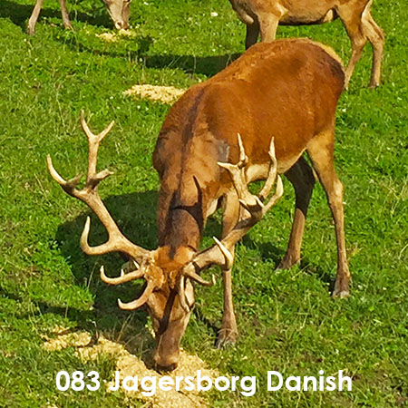 Благородный олень 083 Jagersborg Danish