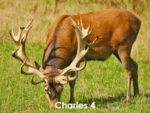 Благородный олень Charles 4