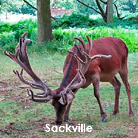 Sackville Благородный олень Woburn Farm