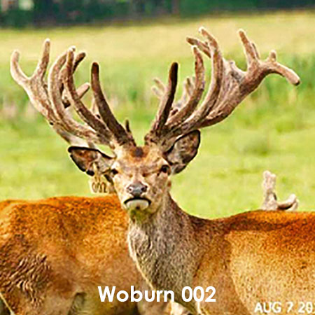 Благородный олень Woburn 002